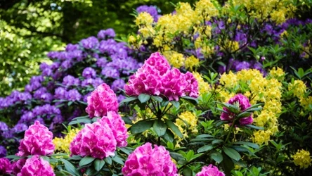 Rododendrony to efektowna ozdoba ogrodu. Dzięki domowej odżywce będą jeszcze bujniej rosły i obficie kwitły.