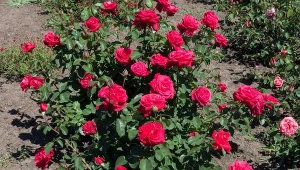 Weź z lodówki i obficie spryskaj. Róże będą kwitnąć jak nigdy dotąd