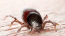 Kleszcz pospolity potrafi przenosić boreliozę