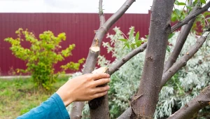 Nie wszystkie rośliny można ciąć w marcu. Lista gatunków, którym to szkodzi