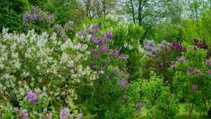 dlaczego bez lilak nie powinien być sadzony przy domu?