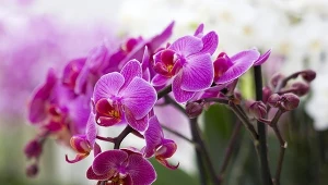 Storczyk słabnie po zimie? W marcu możesz go uratować