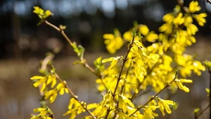 Dlaczego warto pić napar z forsycji?