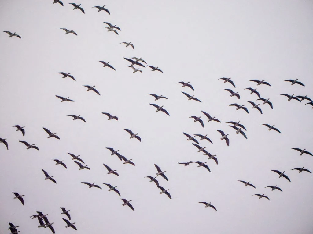 Stado lecących ptaków na tle jasnego, bezchmurnego nieba, ptaki ułożone są w nieregularne formacje podczas migracji.