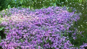 Kobierzec kwiatów zamiast chwastów? Posadź najlepszą roślinę