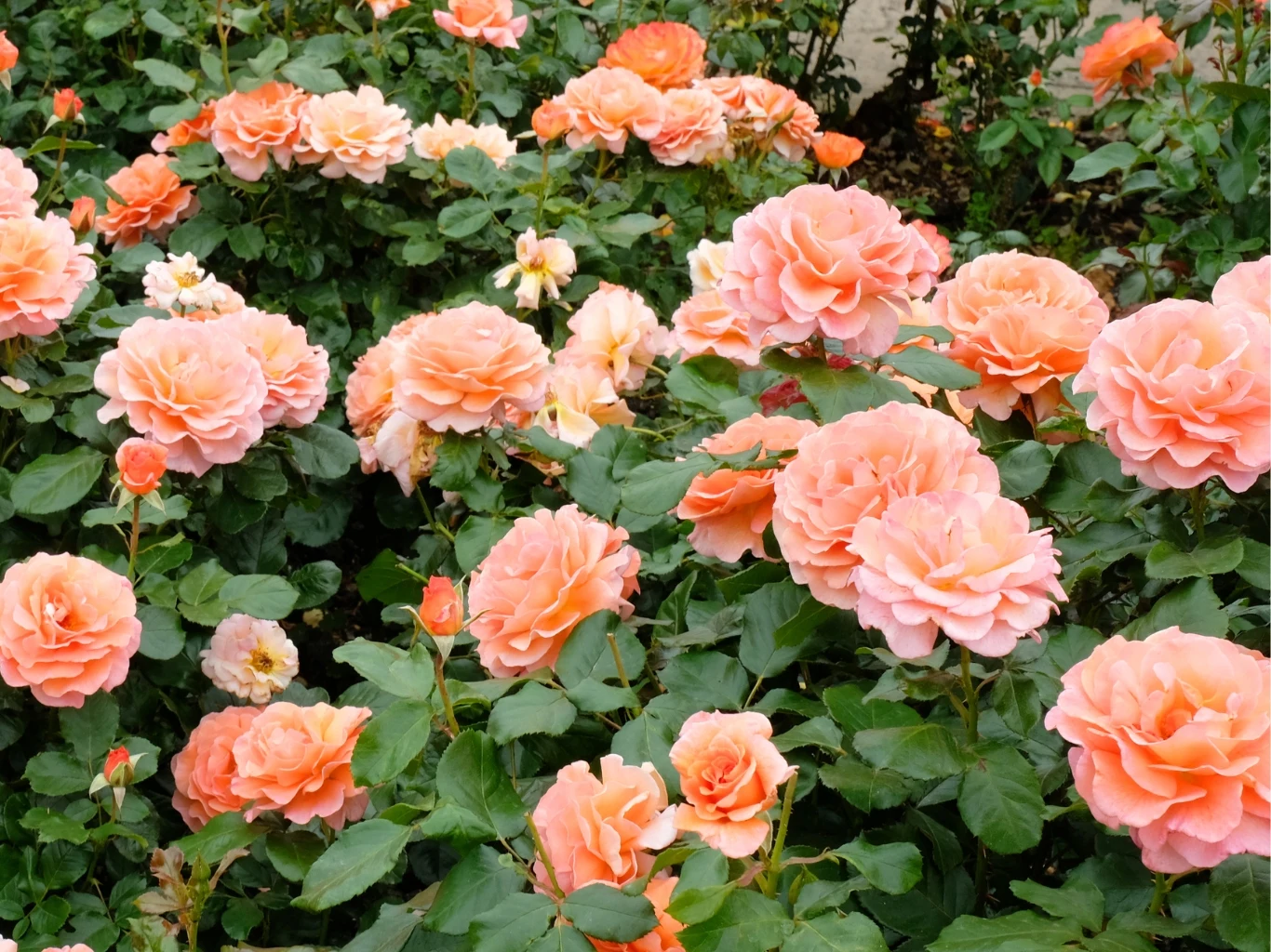 Krzew róż o licznych rozkwitłych kwiatach w odcieniach łososiowego i jasnego pomarańczu, otoczony gęstą zielenią liści.