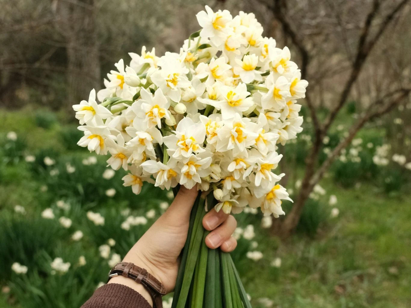 Co zrobić, żeby żonkile długo stały w wazonie? Bukiet białych żonkili z żółtymi środkami trzymany w dłoni na tle polany pełnej tych samych kwiatów