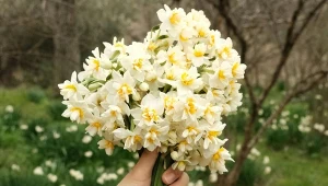 Wrzuć do wazonu, a żonkile długo nie zwiędną. Wystarczy kilka kostek