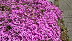 Kobierzec kwiatów zamiast chwastów? Posadź najlepszą roślinę