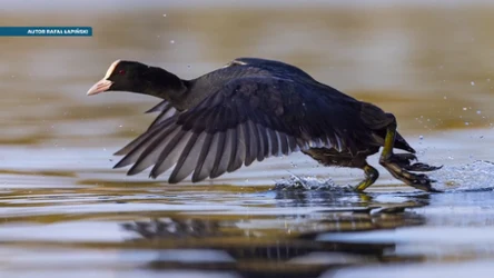 Czysta Polska - odcinek 255