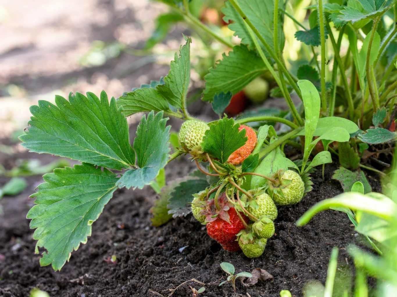 Krzak truskawki z widocznymi zielonymi liśćmi i dojrzewającymi owocami, część owoców jeszcze zielona, niektóre już przybierają czerwony kolor, rośnie na ziemi wśród innych roślin.