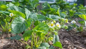 Nawóz z musztardy jest nieoczywisty, ale świetnie chroni truskawki