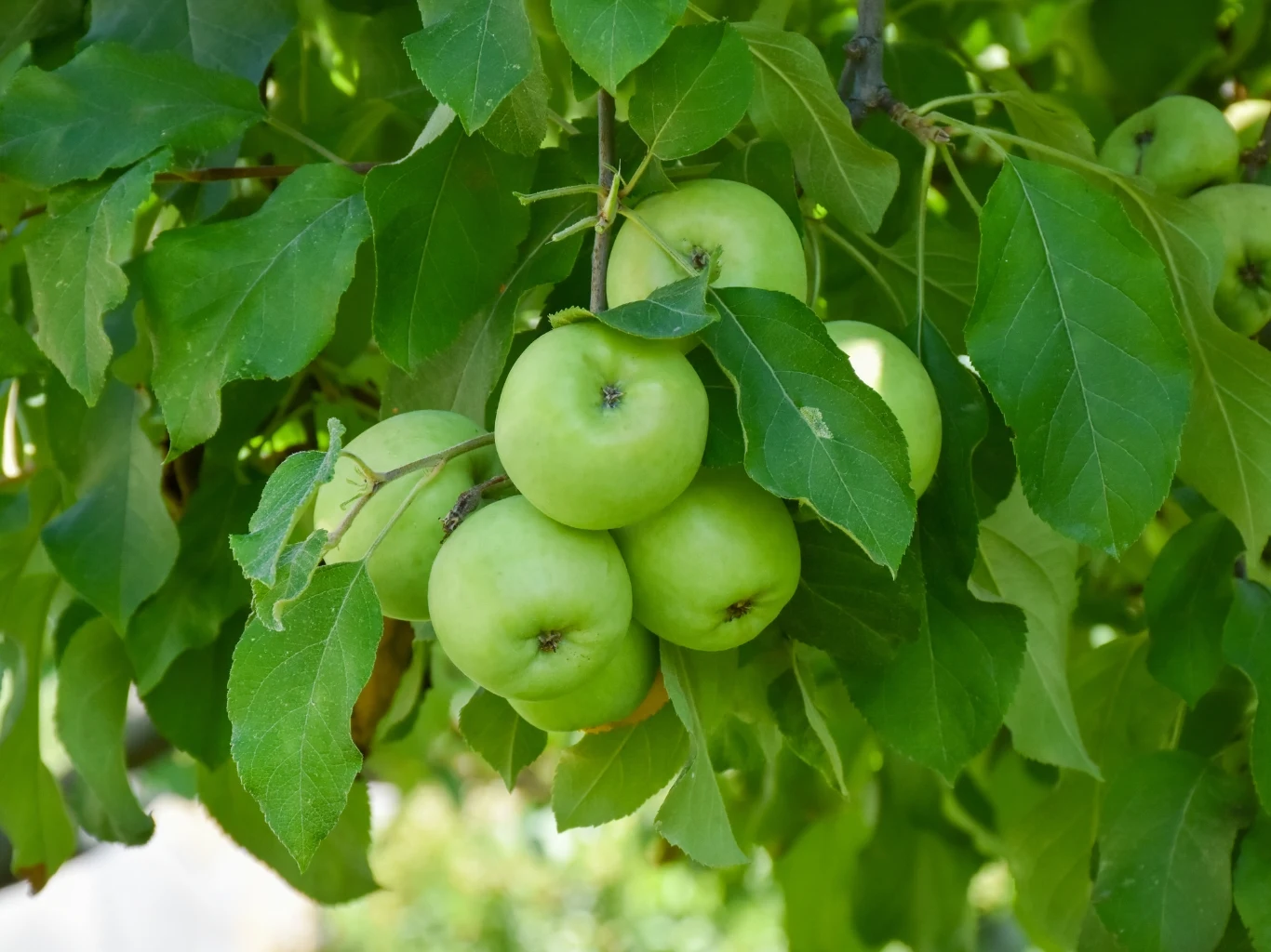 Jak działa pułapka feromonowa? Zdrowe, soczyste jabłka na drzewie.