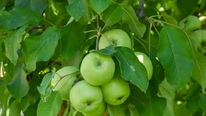 Jak działa pułapka feromonowa?