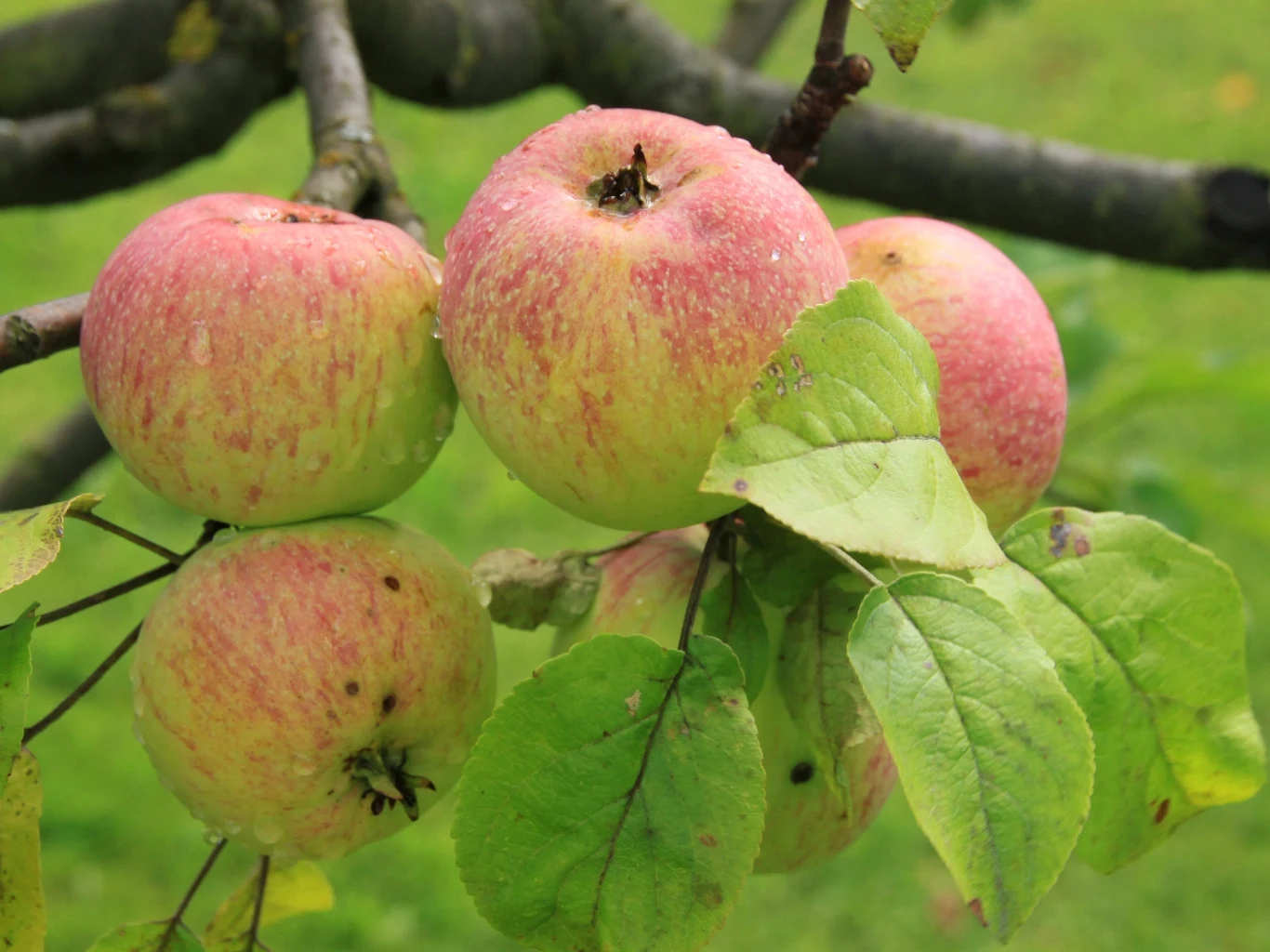 Pułapka feromonowa pozwala ograniczyć populację owocówki jabłkóweczki poprzez selektywne zwabianie samców. Cztery dojrzałe jabłka o różowo-żółtej skórce na gałęzi drzewa, otoczone zielonymi liśćmi.