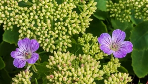 Posadź pod tujami. Przetrzymają każde warunki, rozświetlą cień pod krzewami