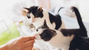 Nie tylko psy. Obowiązek czipowania może objąć także opiekunów kotów