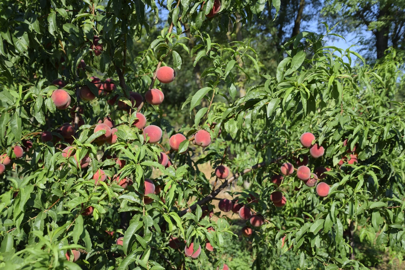 Brzoskwinia 'Inka' jest smaczna i łatwa w uprawie. Gałęzie brzoskwini 'Inka' z licznymi dojrzałymi owocami, otoczone zielonymi liśćmi w słoneczny dzień