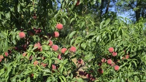 Słodka jak miód odmiana brzoskwini. Wytrzyma mróz i sypnie owocami