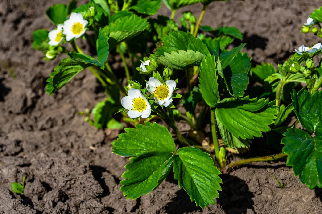 Nawóz z musztardy jest nieoczywisty, ale świetnie chroni truskawki. Truskawki z zielonymi liśćmi i białymi kwiatami rosnące na wilgotnej ziemi ogrodowej, nawożone musztardą w proszku