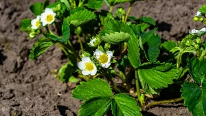 Rozsypiesz pod truskawki, zadziała jak tarcza. Będą słodziutkie i zdrowe