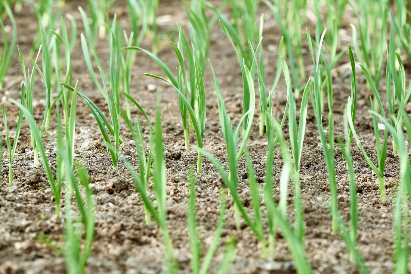 Podlewając czosnek, zwracajmy uwagę na to, by gleba była wilgotna, jednak nie mokra. młode zielone pędy wyrastające z wilgotnej, brązowej gleby, rozmieszczone w równych odstępach