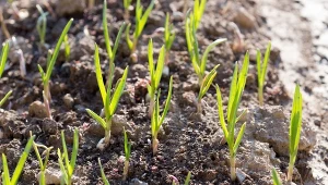 Jak zadbać o wschodzący czosnek, by główki były duże i zdrowe?