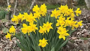 Wiosną podsyp każdą kępkę. Żonkile pokryją się lawiną kwiatów