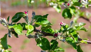 Zawieś na jabłoni w marcu. Genialna pułapka, która uchroni przed robakami