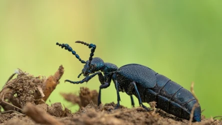 Oleica krówka jest dużym, czarnym chrząszczem spotykanym np. na polach