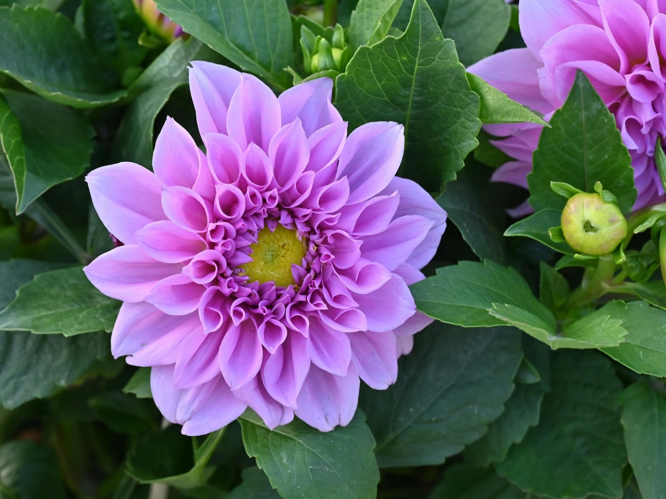 Co zrobić, by dalie zakwitły wcześniej niż zwykle? fioletowy kwiat dalii z licznymi płatkami i żółtym środkiem otoczony zielonymi liśćmi