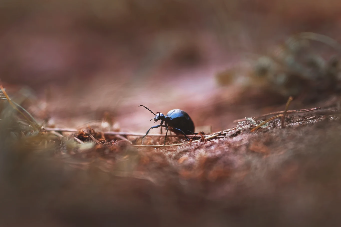 czarny chrząszcz spacerujący po ziemi w otoczeniu suchych gałązek, w miękkim, rozmytym świetle
