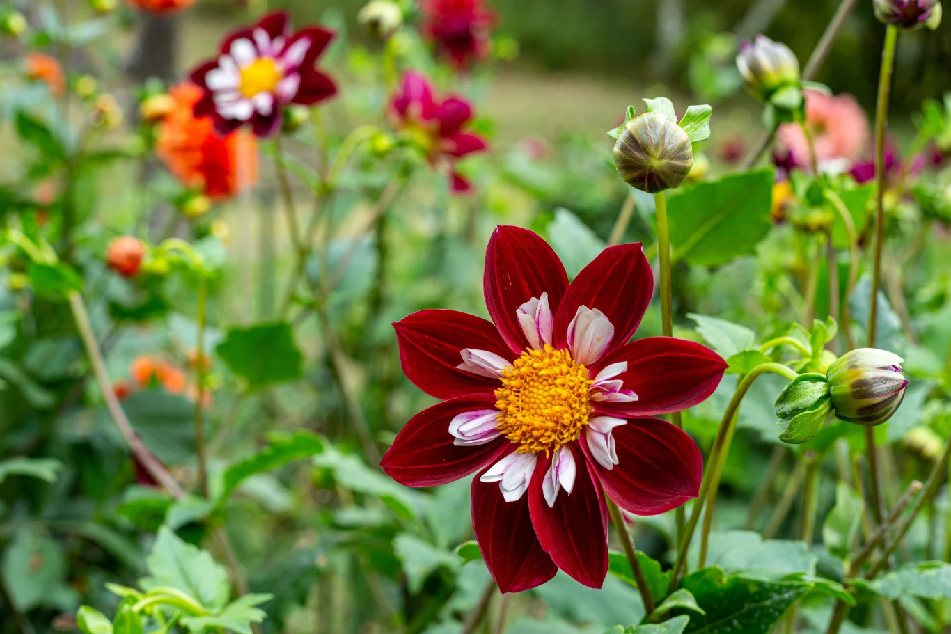Co zrobić, żeby dalie szybciej kwitły i nie były atakowane przez szkodniki? Ciemnoczerwony kwiat dalii z żółtym środkiem i białymi akcentami, otoczony zielonymi liśćmi i innymi kwiatami w tle