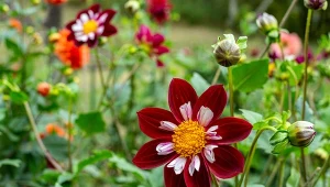 Wyciągnij dalie z piwnicy. Marcowy zabieg sprawi, że szybciej zakwitną