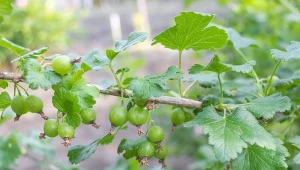 Jak używać obierek ziemniaków do nawożenia agrestu?