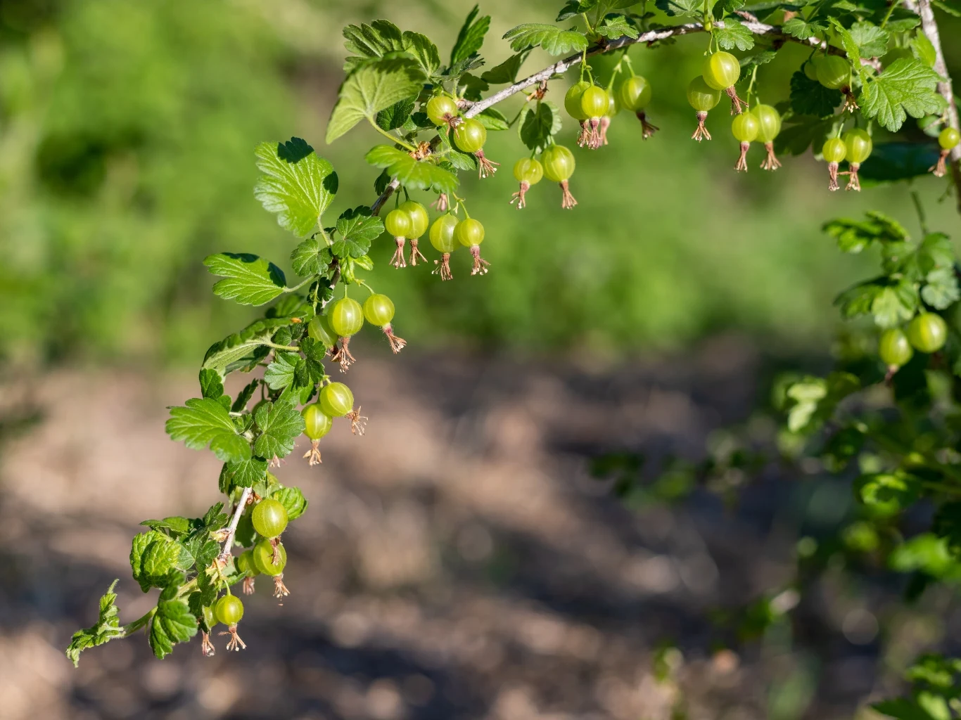 gałązka agrestu z niedojrzałymi, zielonymi owocami wiszącymi pośród jasnozielonych liści, w tle rozmyta roślinność ogrodowa