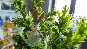 Ten zamiennik bukszpanu podbija ogrody. Jest odporny i łatwy w uprawie