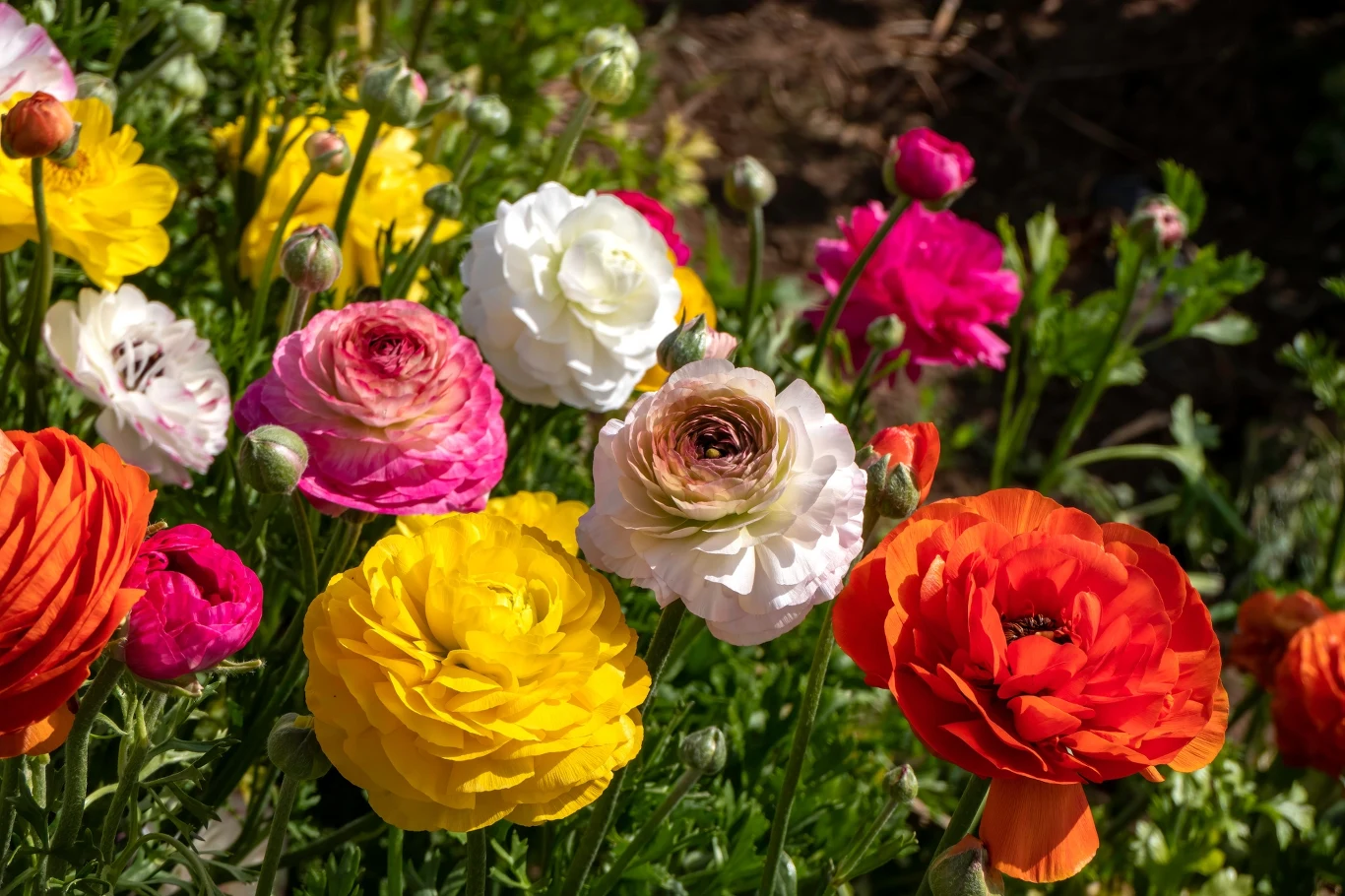 Biją na głowię petunie i róże. Te kwiaty wysadzam już w kwietniu. Jaskry azjatyckie w pełnym rozkwicie. Żółte, pomarańczowe, różowe i białe odmiany tych kwiatów.