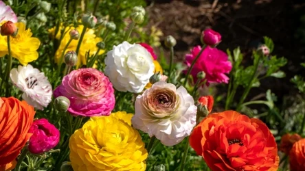 Biją na głowię petunie i róże. Te kwiaty wysadzam już w kwietniu.