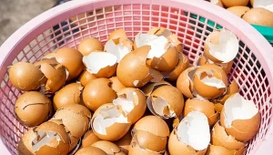 Jakie są najpopularniejsze przesądy z jajkami? Wierzono, że mają moc ochronną