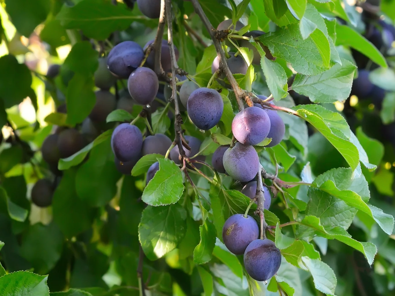Jakie drzewa owocowe sadzić przy śliwie, aby obficie owocowała? Zdrowe, dojrzałe i liczne śliwki na gałęzi drzewa.