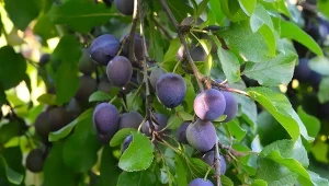 Wiosną posadź przy śliwie. Nie nadążysz ze zbiorem pysznych owoców