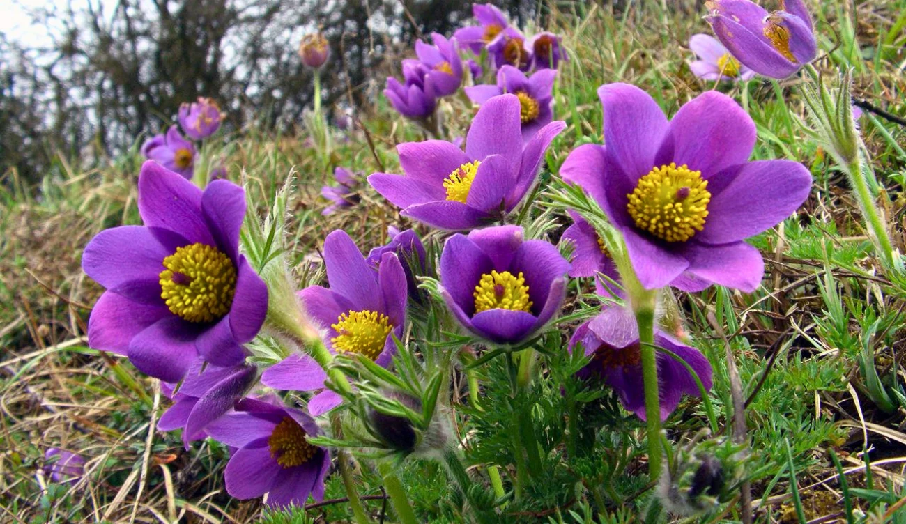 Sasanka zwyczajna - kwiat wiosny o niezwykłych mocach Grupa kwiatów sasanki zwyczajnej o fioletowych płatkach i żółtych środkach na trawiastej skarpie.
