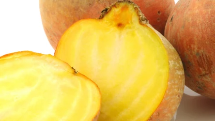 Żółte buraki mają łagodny, lekko słodki smak. Dzięki temu pasują zarówno do dań słodkich, jak i wytrawnych.