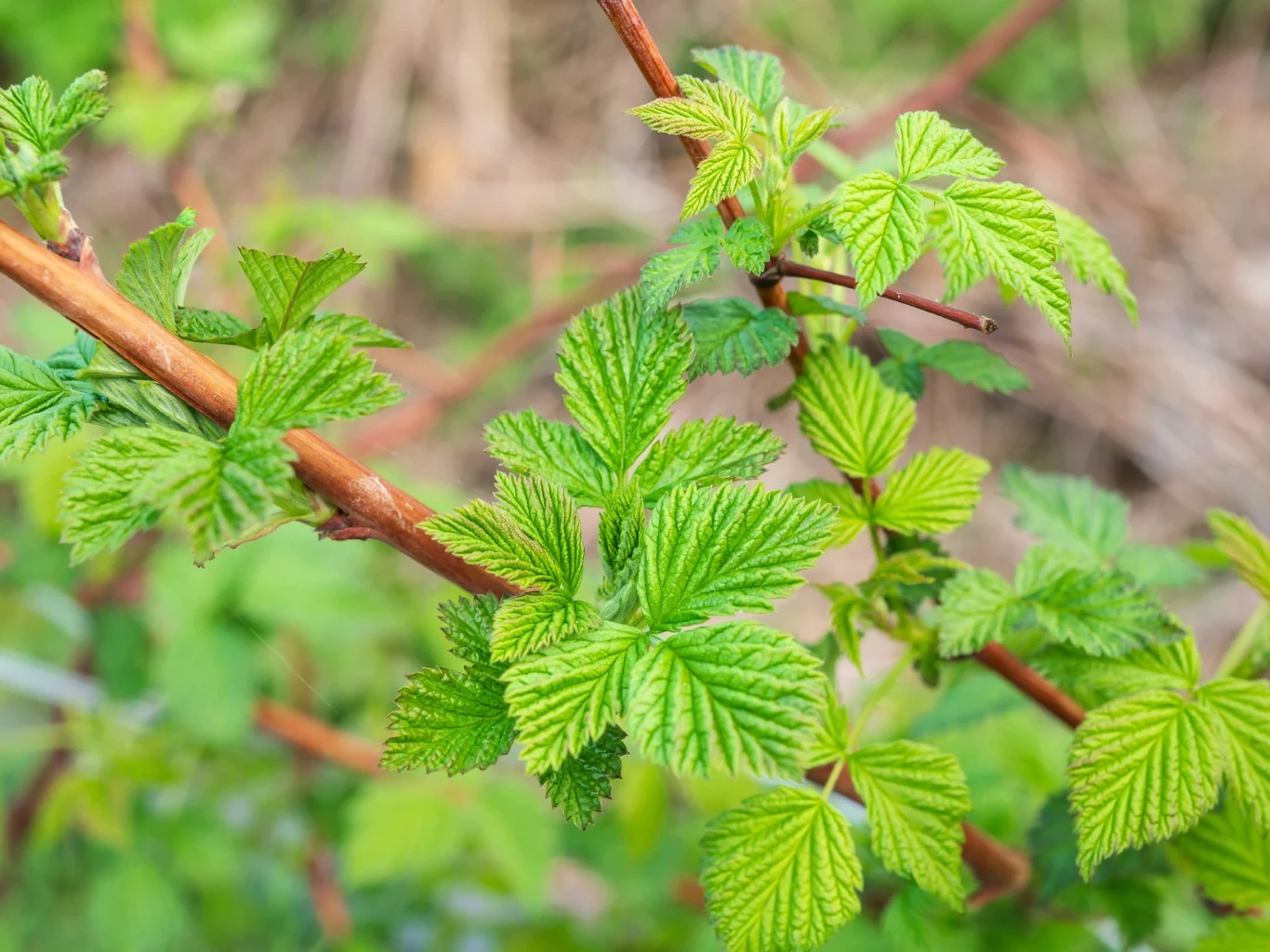 Jak nawozić maliny w marcu i kwietniu? Młode jasnozielone liście malin na brązowych, zdrewniałych pędach z widocznym unerwieniem