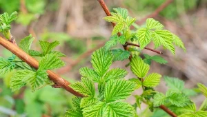 W kwietniu podrzuć pod krzaki. Czeka cię wysyp soczystych malin