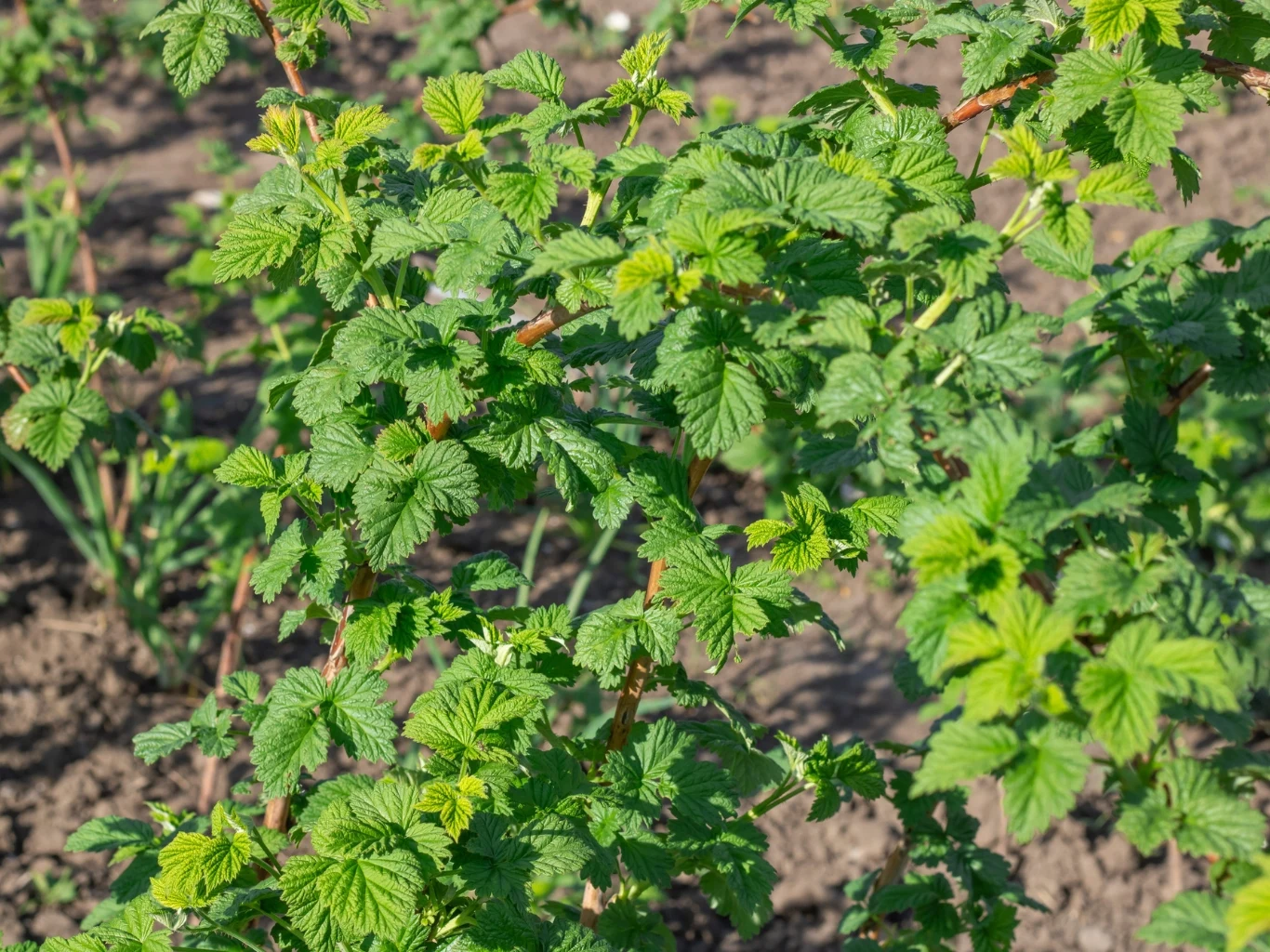 Kiedy nawozić maliny? krzew maliny o jasnozielonych, karbowanych liściach z wyraźnymi żyłkami rośnie na uprawianej, wilgotnej ziemi w słonecznych warunkach