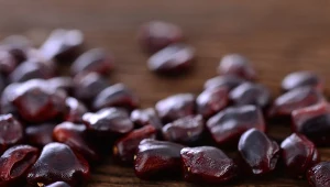 Wysuszone ziarno tamaryndowca można jeść jako przekąskę.