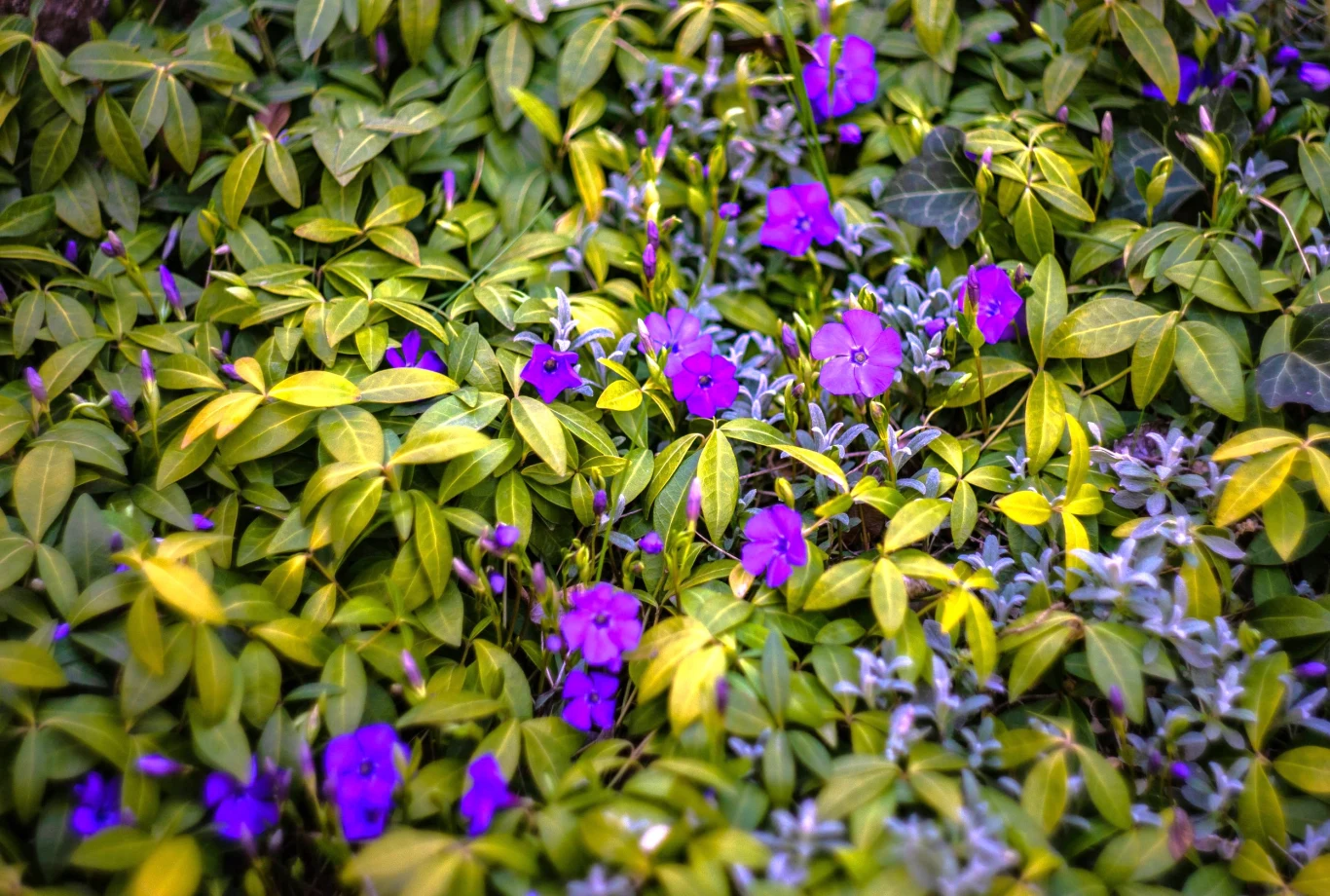 Soczyste, zielone i żółtawe liście gęsto porastają ziemię, spośród których wyrastają liczne fioletowe kwiaty barwinka, tworząc kontrastowe i kolorowe połączenie roślin w ogrodowej kompozycji.