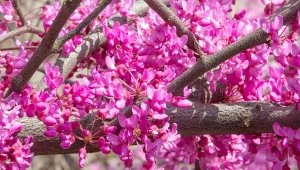 Kwitnie ładniej i dłużej, niż magnolie. Posadź czym prędzej w ogrodzie 